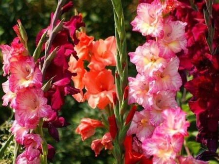 НоменклатураПрисоединенныеФайлы