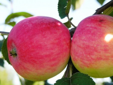 НоменклатураПрисоединенныеФайлы