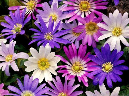 анемона бланда микс