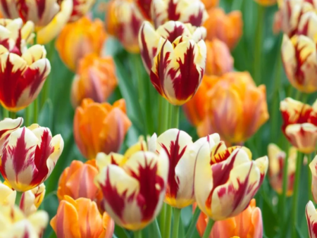 Гранд Перфекшн 1