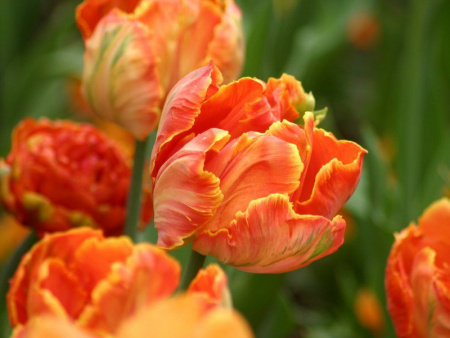 тюльпан оранж рококо