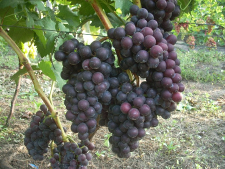 Виноград Фуджиминори