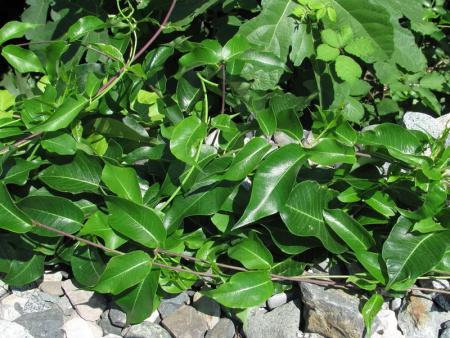 садовая лиана обвойник садовая лиана обвойник