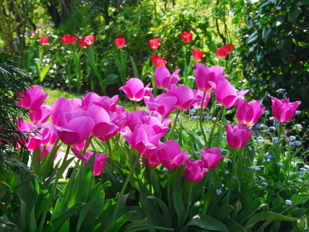 Тюльпан Дон Кихот2