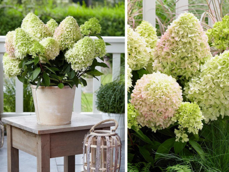 Гортензия Литл Фреско