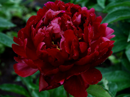 Пион Франсуа Ортега-1