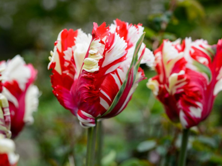 тюльпан Эстелла Рижневальд