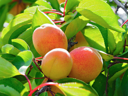 НоменклатураПрисоединенныеФайлы