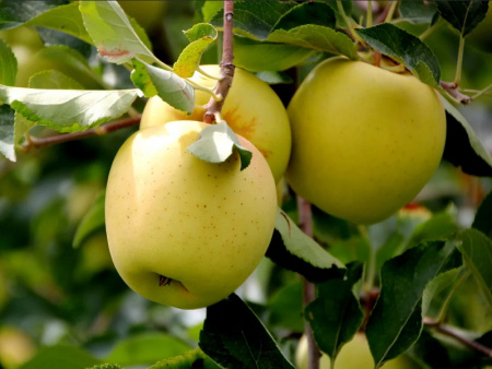 яблоня Голден