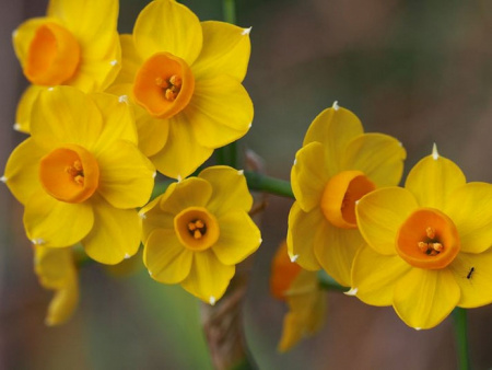 Нарцисс Гранд Солейль д Ор