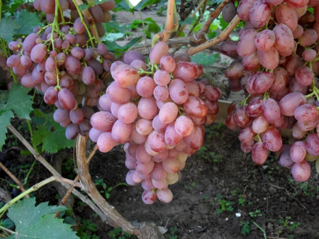 сокол сокол