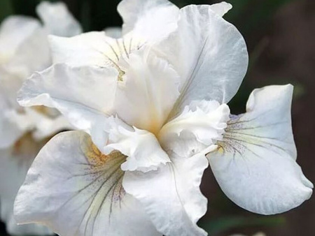 НоменклатураПрисоединенныеФайлы