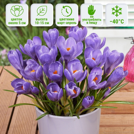 Крокус Grand Maitre (Гранд Метр) 5 шт