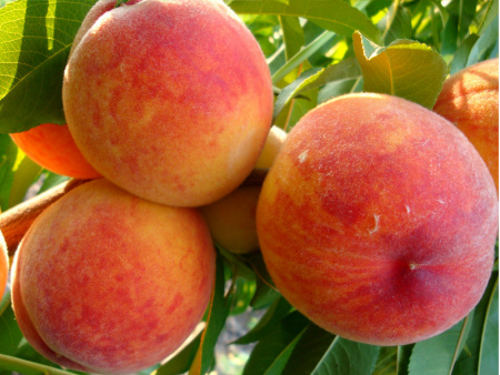 НоменклатураПрисоединенныеФайлы