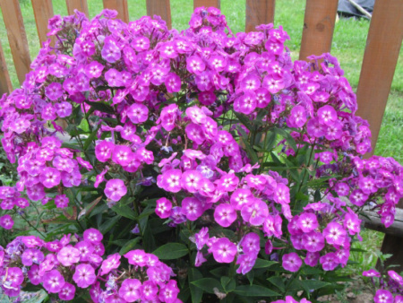 флокс Успех