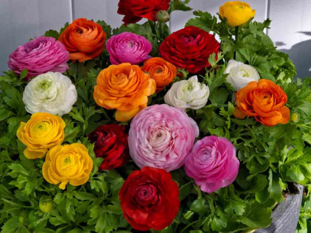 лютик смесь лютик смесь