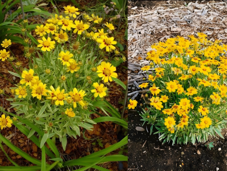 кореопсис вариегатный (800 x 600 пикс.)