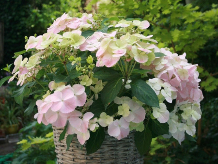 Гортензия Френч Болеро