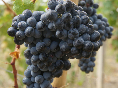 виноград Саперави виноград Саперави