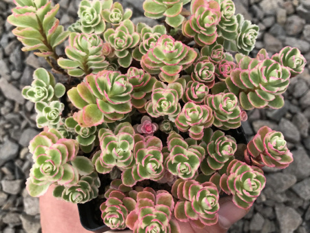 Очиток ложный Триколор