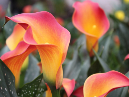 пич шиффон22