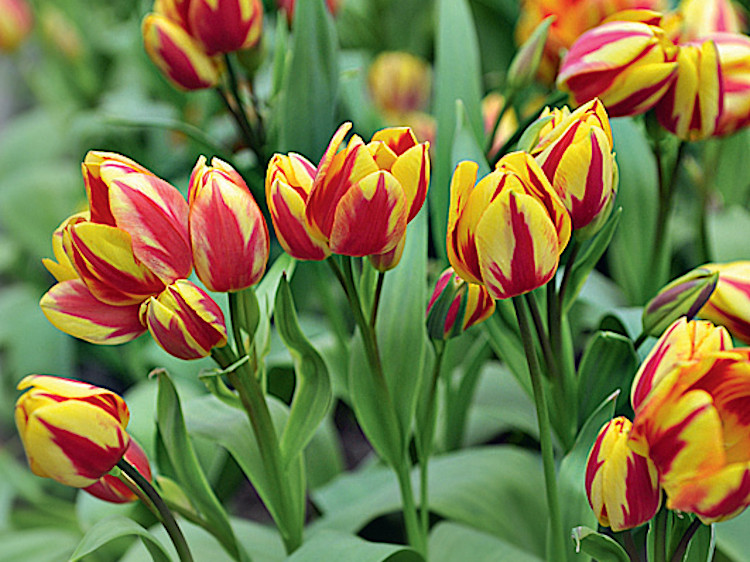 Тюльпан Colour Spectacle (Колор Спектакль)  тюльпан colour spectacle (колор спектакль)