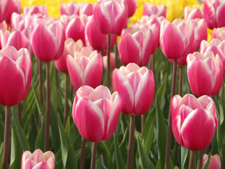 тюльпан джамбо бьюти