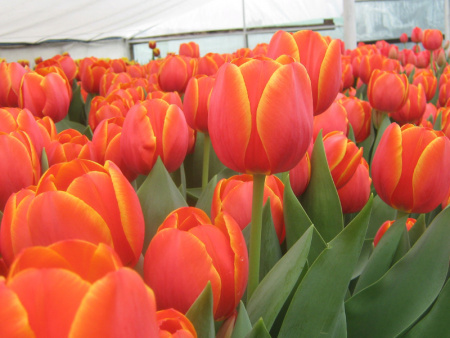 тюльпан ад рем1