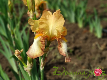 агрессив форвард