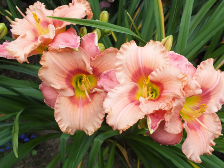 НоменклатураПрисоединенныеФайлы