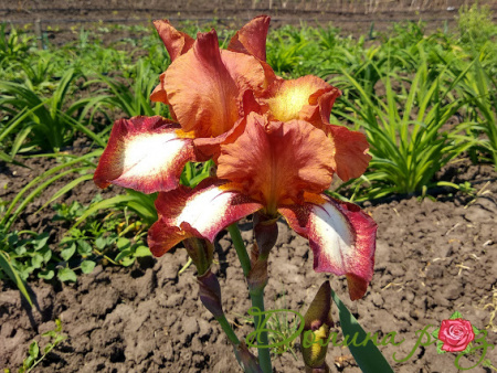 бургунди браун