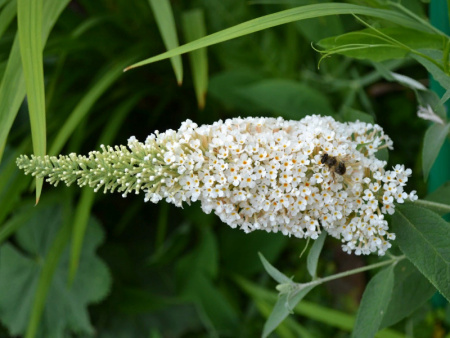 Буддлея Давида Вайт Перфекшн