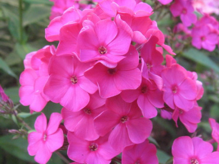 flox roz