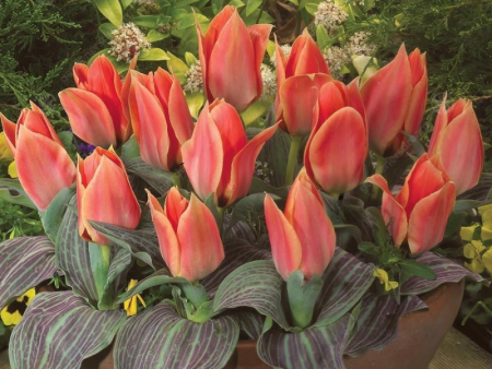 Тюльпан Калипсо1