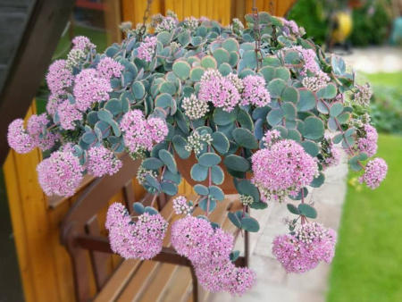 очиток зибольда2