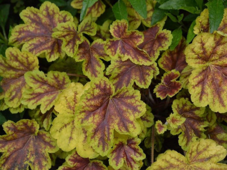 гейхера Солар Эклипс