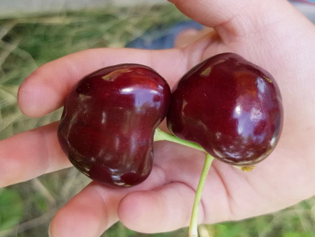 черешня Крупноплодная