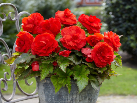 бегония махровая красная