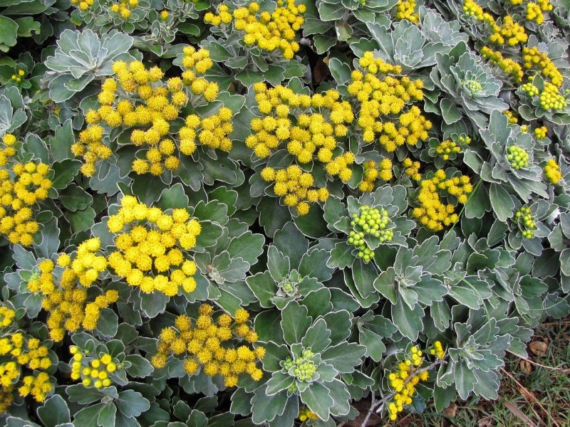 Аджания пацифика желтая аджания пацифика желтая