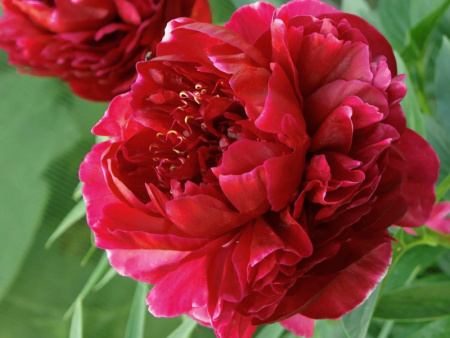 НоменклатураПрисоединенныеФайлы