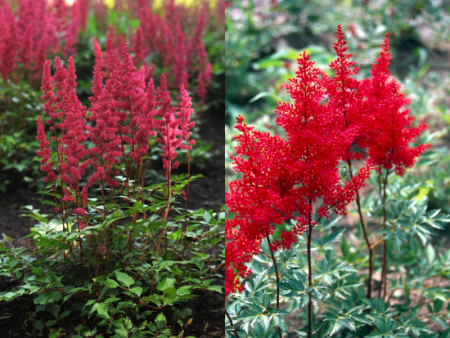 астильба Ред Сентинел 1