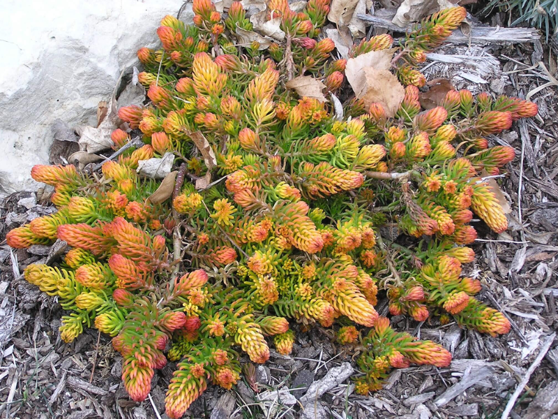 Очиток отогнутый Ангелина очиток отогнутый ангелина