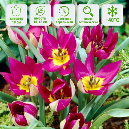 тюльпан Истерн Стар