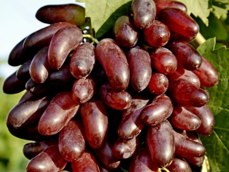 виноград Карнавал