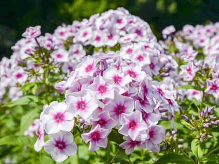 флокс граф зеппелин4