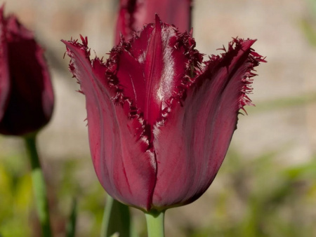 тюльпан блек джевел