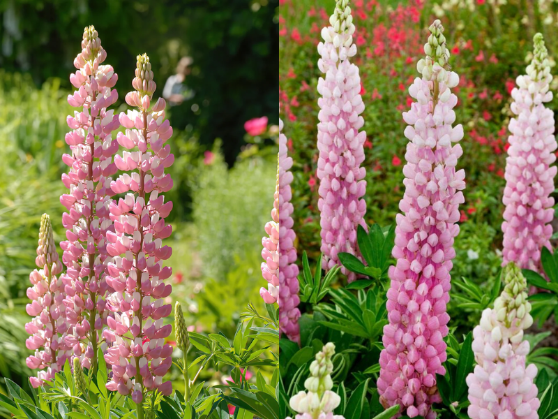 люпин шателейн