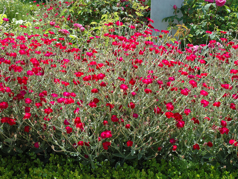 Лихнис корончатый (Lychnis coronaria) лихнис корончатый (lychnis coronaria)