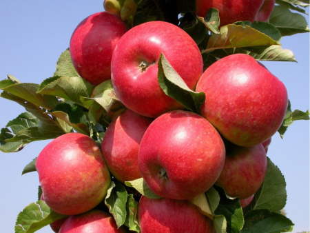 Валюта яблоня колоновидная