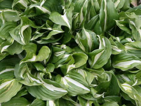 Mediovariegata Mediovariegata
